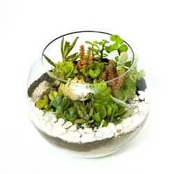 تراریوم گرد تنه 1