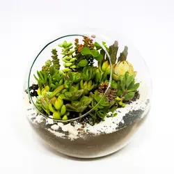 تراریوم لب کج تنه 1