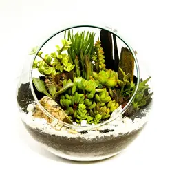 تراریوم لب کج تنه سوپر