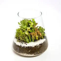 تراریوم هرمی سایز 1