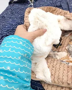 کاپشن پیزلی