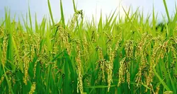 خرید شلتوک برنج