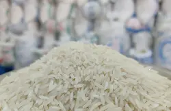 طارم استخوانی فریدونکار