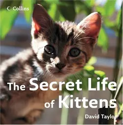 The Secret Life of Kittens