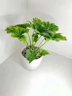 برگ انجیری فر مینیاتوری