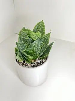 سانسوریا پاکوتاه سبز