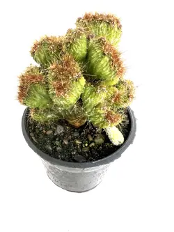 کاکتوس صخره ای