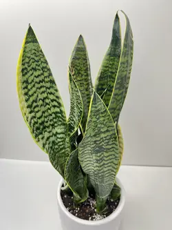 سانسوریا کراواتی ابلق