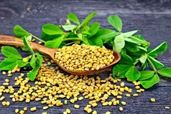 تخم شنبیله