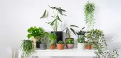 چک لیست گیاهان آپارتمانی چیست و چرا باید از آن استفاده کنید؟