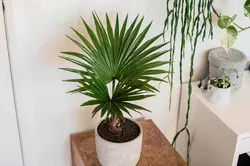 چک لیست گیاهان آپارتمانی چیست و چرا باید از آن استفاده کنید؟