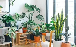 چک لیست گیاهان آپارتمانی چیست و چرا باید از آن استفاده کنید؟