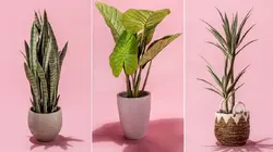 چک لیست گیاهان آپارتمانی چیست و چرا باید از آن استفاده کنید؟