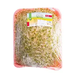 جوانه شبدر توتيا