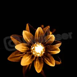 ریسه گل نیلوفر