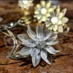 ریسه گل نیلوفر