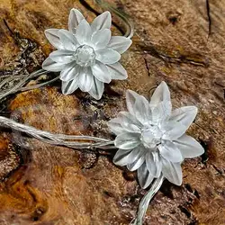 ریسه گل نیلوفر