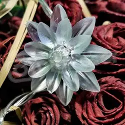 ریسه گل نیلوفر