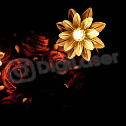 ریسه گل نیلوفر