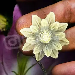 ریسه گل نیلوفر