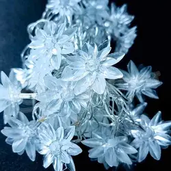 ریسه گل نیلوفر