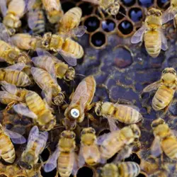 ملکه زنبور عسل جفت خورده طبیعی و تلقیح مصنوعی | دکتر هانی