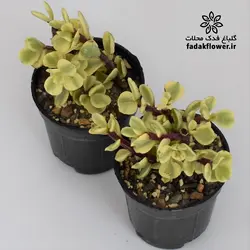 کراسولا خرفه ای ابلق سایز 6 - گلباغ فدک محلات