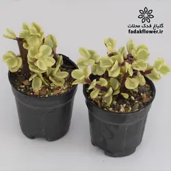 کراسولا خرفه ای ابلق سایز 6 - گلباغ فدک محلات