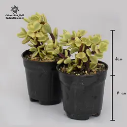 کراسولا خرفه ای ابلق سایز 6 - گلباغ فدک محلات