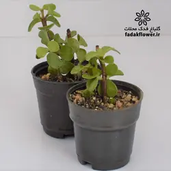 کراسولا خرفه ای سبز سایز6 - گلباغ فدک محلات