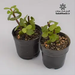 کراسولا خرفه ای سبز سایز6 - گلباغ فدک محلات