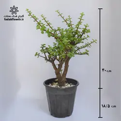 کراسولا خرفه ای سطل4 - گلباغ فدک محلات