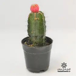 کاکتوس ژمینو پیوندی 10