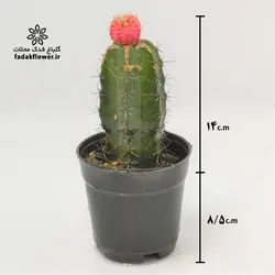 کاکتوس ژمینو پیوندی 10