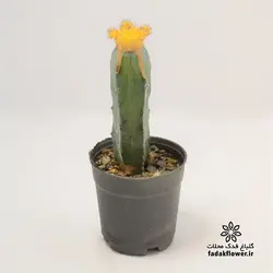 کاکتوس ژمینو پیوندی 10