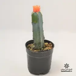 کاکتوس ژمینو پیوندی 10