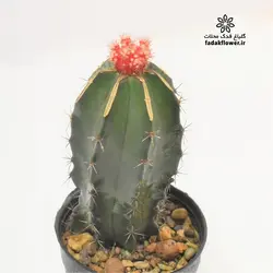 کاکتوس ژمینو پیوندی 10