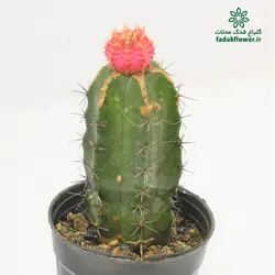 کاکتوس ژمینو پیوندی 10