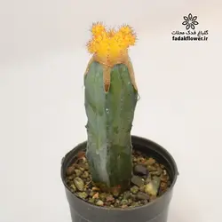 کاکتوس ژمینو پیوندی 10