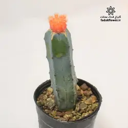 کاکتوس ژمینو پیوندی 10