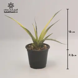 سانسوریا استلا ابلق سایز 8