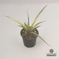 سانسوریا استلا ابلق سایز 8