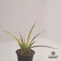 سانسوریا استلا ابلق سایز 8