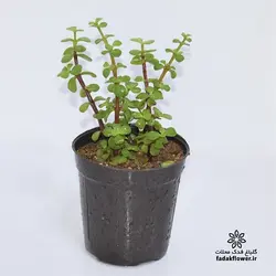 کراسولا خرفه ای معمولی سایز14