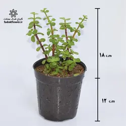 کراسولا خرفه ای معمولی سایز14