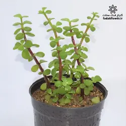 کراسولا خرفه ای معمولی سایز14