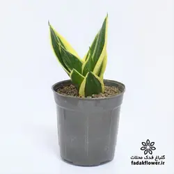 سانسوریا بلک گلد سایز 14