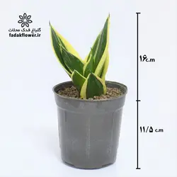 سانسوریا بلک گلد سایز 14