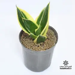 سانسوریا بلک گلد سایز 14