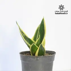 سانسوریا بلک گلد سایز 14